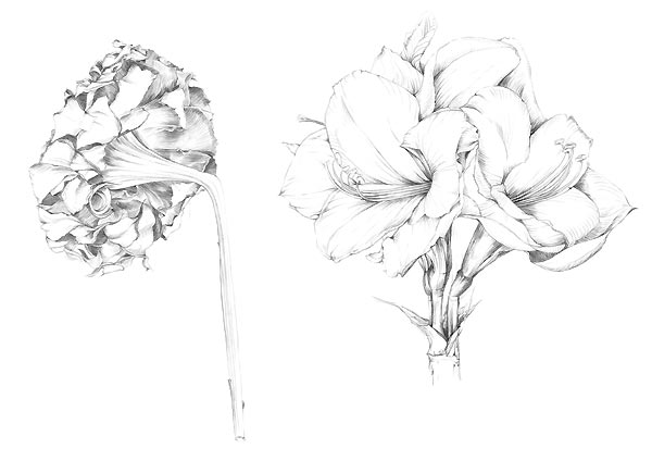 Sonnenblume & Amaryllis