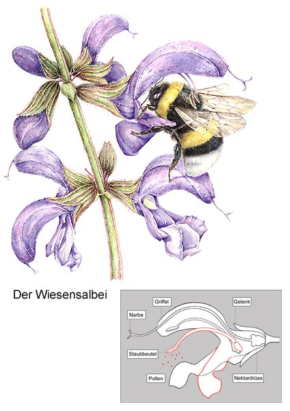 Wiesensalbei